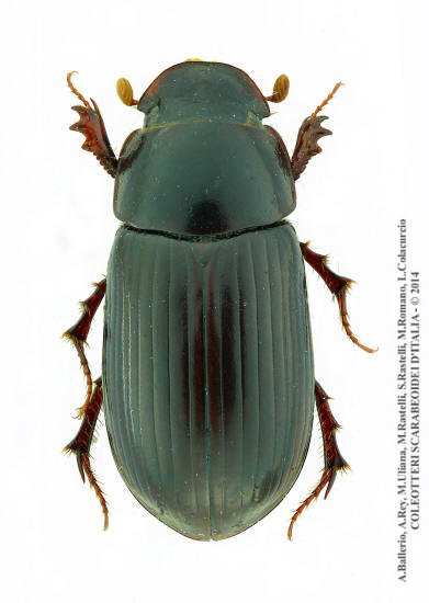 Acrossus rufipes