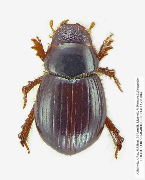 Aegialia arenaria