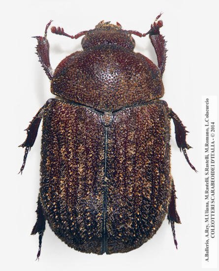Aesalus scarabaeoides meridionalis,  holotypus