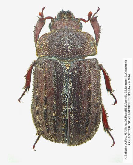 Aesalus scarabaeoides siculus