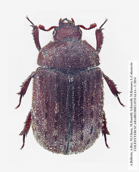 Aesalus scarabaeoides scarabaeoides, femmina 