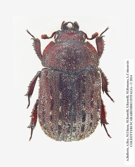 Aesalus scarabaeoides scarabaeoides, maschio