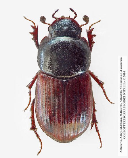 Agoliinus ragusae