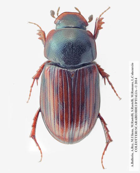 Agolius abdominalis abdominalis