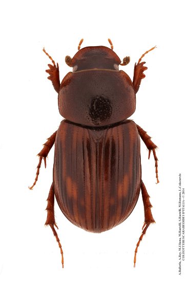 Agolius abdominalis aemilianus