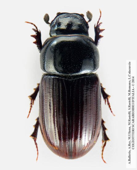 Agrilinus constans, maschio