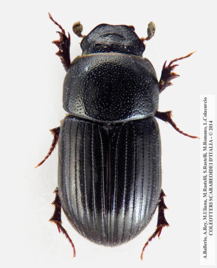 Agrilinus convexus