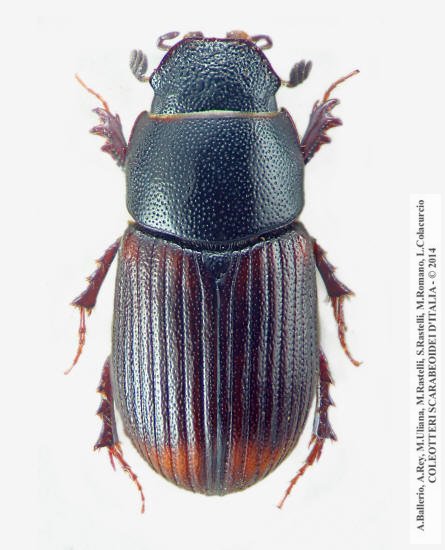 Agrilinus ibericus, maschio