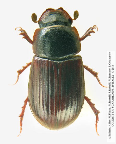 Agrilinus nemoralis