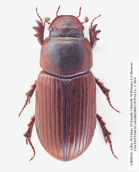 Alocoderus hydrochaeris