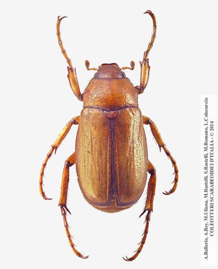 Amadotrogus grassii, maschio 