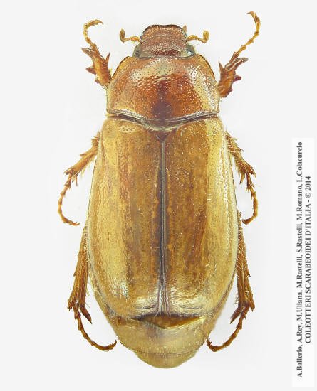 Amadotrogus vicinus, femmina