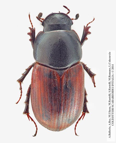 Amidorus cribrarius