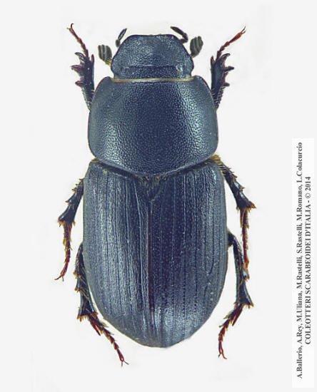 Amidorus immaturus