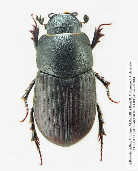 Amidorus obscurus obscurus