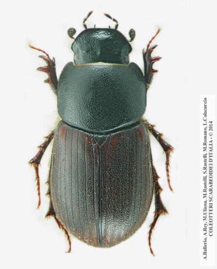 Amidorus thermicola