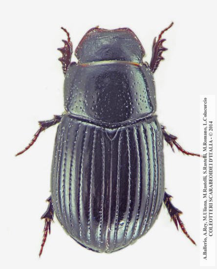 Ammoecius brevis