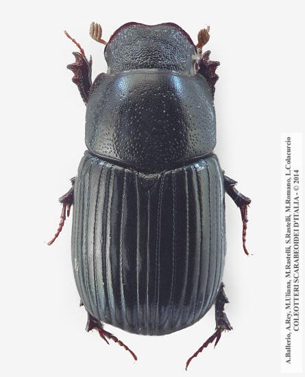 Ammoecius rugifrons