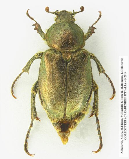 Amphicoma carcelii, femmina