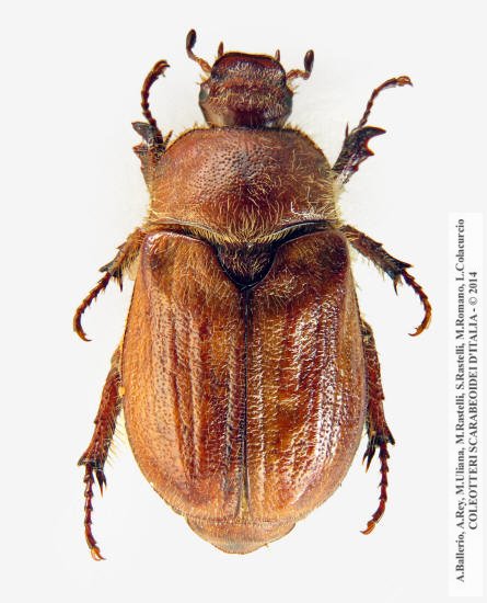 Amphimallon fuscum, femmina