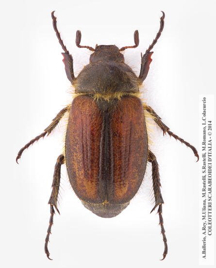 Amphimallon fuscum, maschio