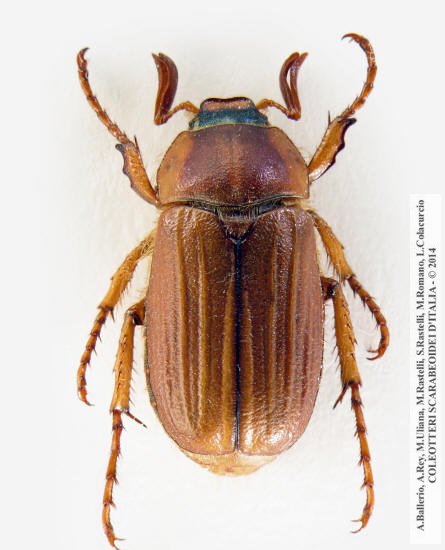 Amphimallon gianfranceschii, maschio