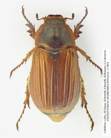 Amphimallon pini, femmina