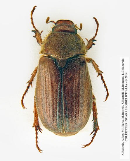 Amphimallon pseudomajale, maschio