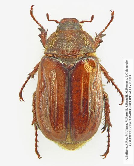 Amphimallon solstitiale solstitiale, femmina