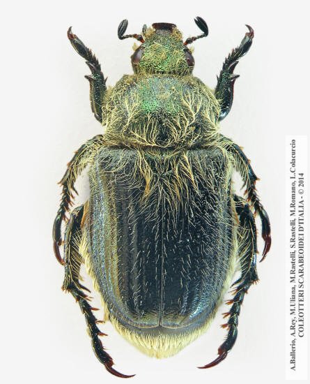 Anisoplia bromicola