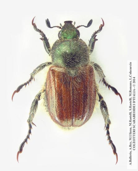 Anisoplia monticola marginata, maschio