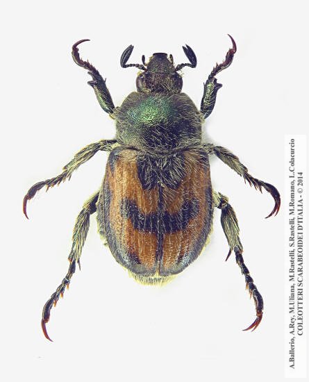 Anisoplia monticola monticola, maschio