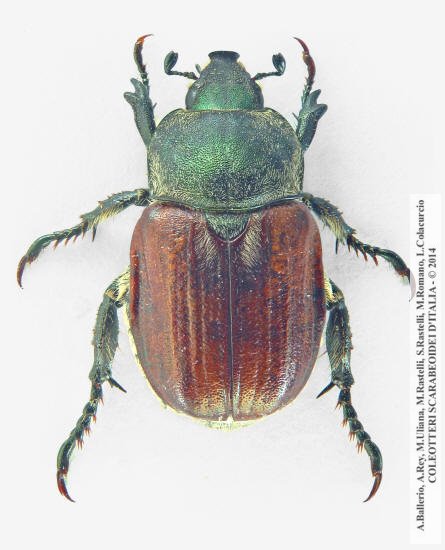 Anisoplia tempestiva, femmina