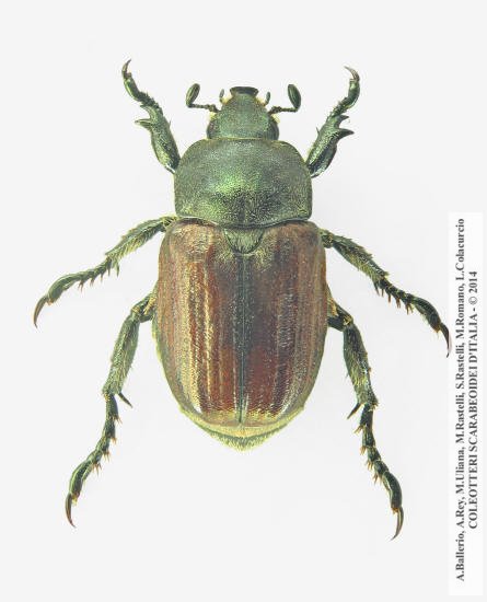 Anisoplia tempestiva, maschio 