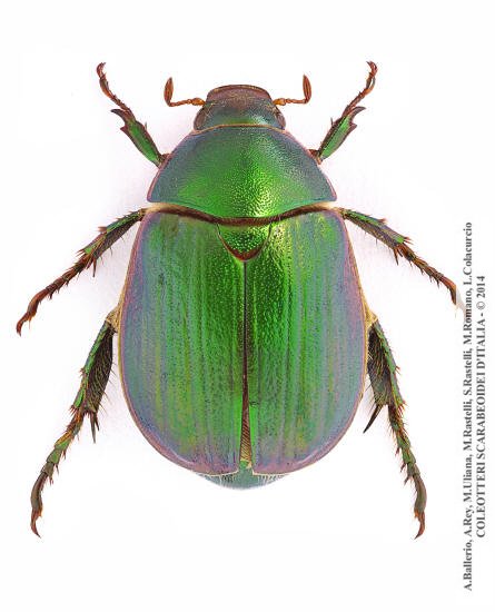 Anomala ausonia, femmina