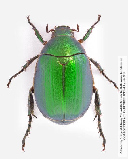 Anomala ausonia, maschio