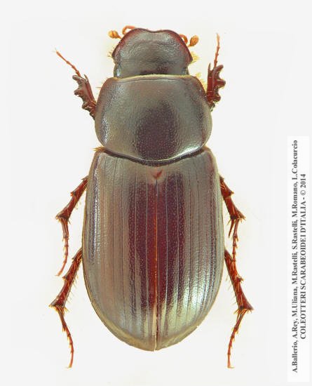 Anomius castaneus, femmina 