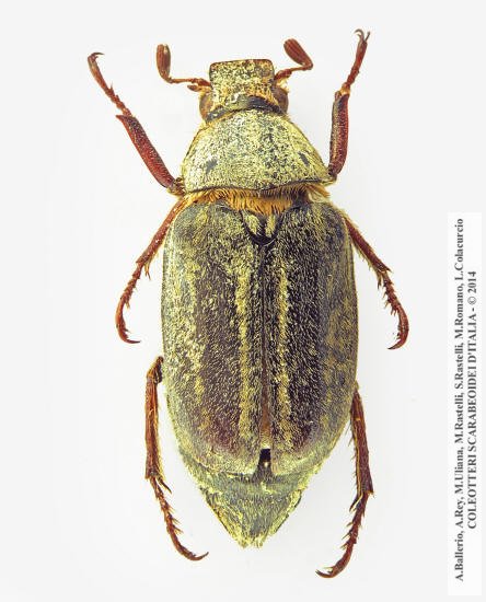 Anoxia australis, maschio