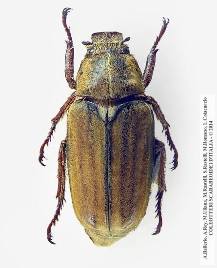 Anoxia matutinalis corsicana, maschio 