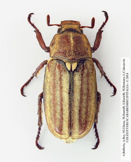 Anoxia matutinalis matutinalis, maschio 