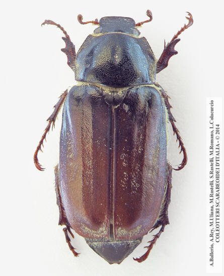 Anoxia matutinalis moltonii, femmina
