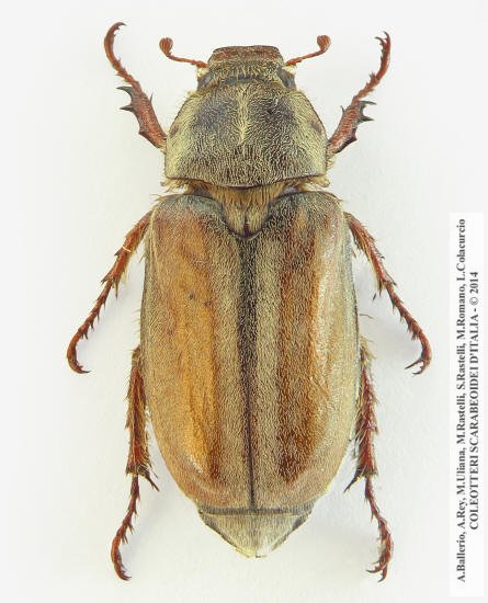Anoxia matutinalis sardoa, femmina