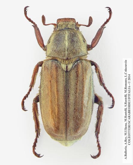 Anoxia matutinalis sardoa, maschio