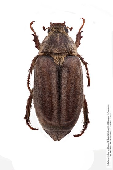 Anoxia matutinalis thumseri, femmina