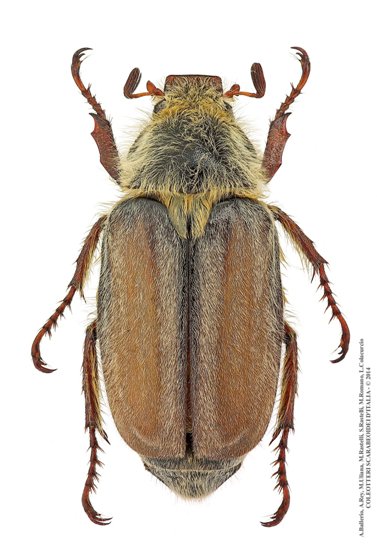 Anoxia matutinalis sardoa, maschio