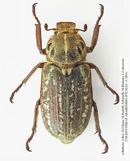 Anoxia orientalis, maschio