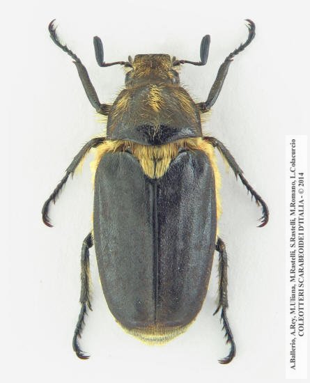 Anoxia scutellaris scutellaris, maschio