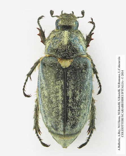 Anoxia scutellaris sicula, femmina 