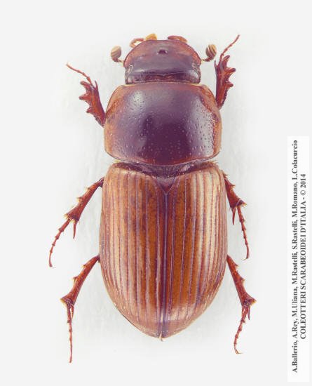 Bodilopsis sordida sordida