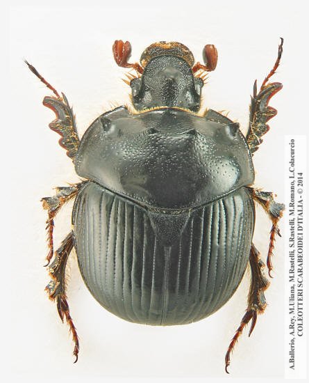 Bolbelasmus gallicus, maschio